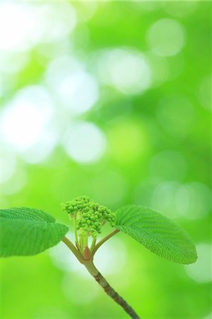 Green leaves Foto de stock - Sin royalties Premium, Código: 622-06900592