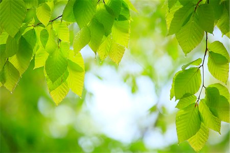 sunshine on tree - Water droplets on green leaves Stock Photo - Premium Royalty-Free, Code: 622-06900608
