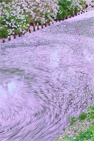 simsearch:859-07495665,k - Cherry blossoms in a water stream Stock Photo - Premium Royalty-Free, Code: 622-06900623