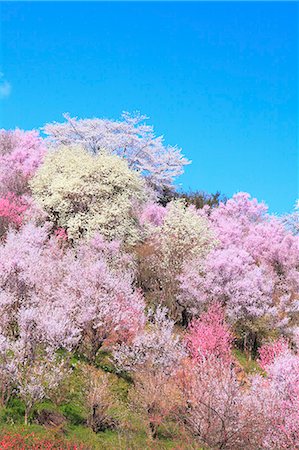 spring flowers - Cherry blossoms and blue sky Photographie de stock - Premium Libres de Droits, Code: 622-06900635