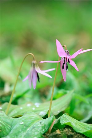 simsearch:622-06549403,k - Japanese dogs tooth violet flowers Stock Photo - Premium Royalty-Free, Code: 622-06900630