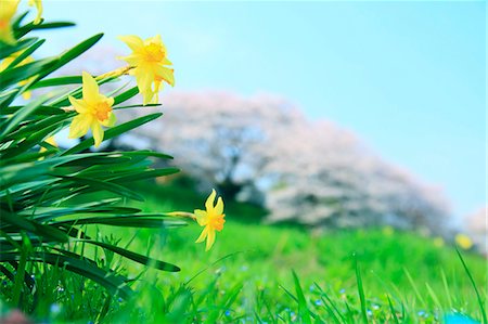 daffodil flower - Tussock flowers Stock Photo - Premium Royalty-Free, Code: 622-06900632