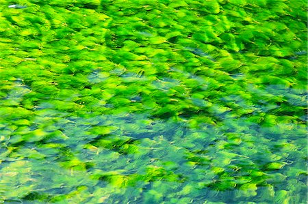 Waterweed Stock Photo - Premium Royalty-Free, Code: 622-06900650