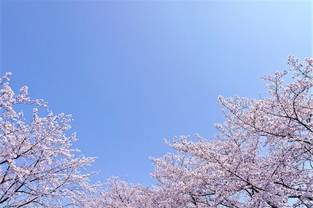 simsearch:622-06549403,k - Cherry blossoms and blue sky Stock Photo - Premium Royalty-Free, Code: 622-06900660