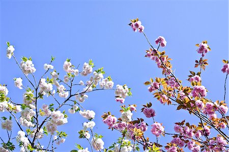 simsearch:622-06549403,k - Cherry blossoms and sky Stock Photo - Premium Royalty-Free, Code: 622-06900674