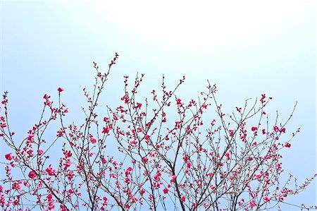 simsearch:622-06549403,k - Peach blossoms Stock Photo - Premium Royalty-Free, Code: 622-06900673