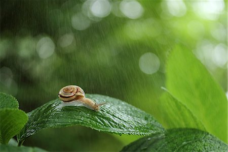 Snail on hydrangea leaf Stock Photo - Premium Royalty-Free, Code: 622-07108600