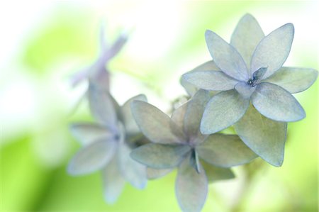 doux - Hydrangea flowers Photographie de stock - Premium Libres de Droits, Code: 622-07108634