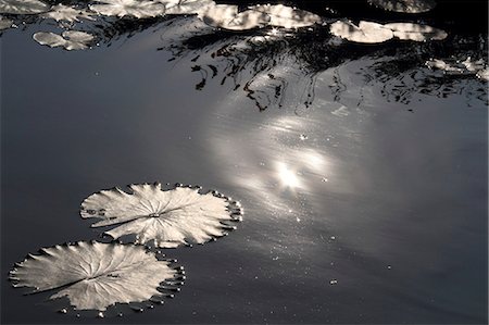 Water lily leaves Stock Photo - Premium Royalty-Free, Code: 622-07108644