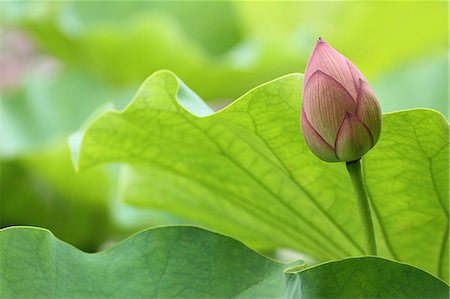 Lotus flower Stock Photo - Premium Royalty-Free, Code: 622-07108684