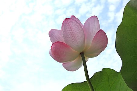 Lotus flower and sky Stock Photo - Premium Royalty-Free, Code: 622-07108719