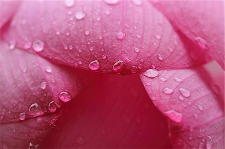 petal - Lotus flower Stock Photo - Premium Royalty-Free, Code: 622-07108711