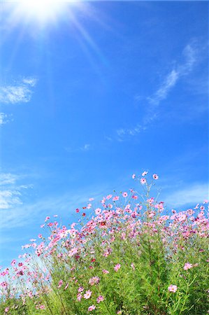 simsearch:622-06487634,k - Cosmos and blue sky with clouds Stock Photo - Premium Royalty-Free, Code: 622-07108787