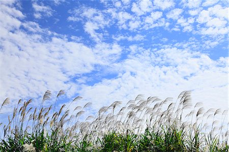 simsearch:622-06487695,k - Japanese silver grass and sky with clouds Stock Photo - Premium Royalty-Free, Code: 622-07108807
