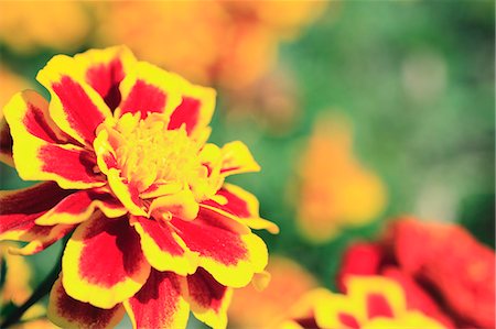 simsearch:622-06487695,k - Marigold Stock Photo - Premium Royalty-Free, Code: 622-07108819