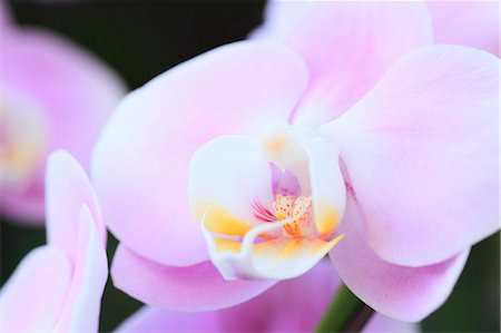 simsearch:622-06487695,k - Pink orchid Stock Photo - Premium Royalty-Free, Code: 622-07108825