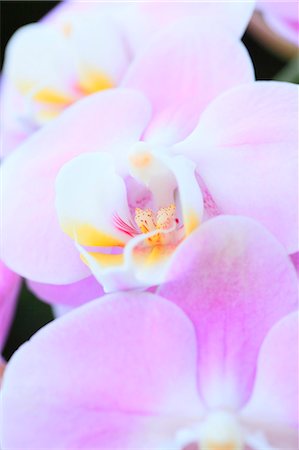 simsearch:622-06487695,k - Pink orchid Stock Photo - Premium Royalty-Free, Code: 622-07108826