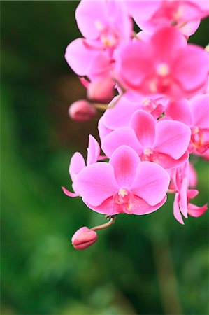 Pink orchid Stock Photo - Premium Royalty-Free, Code: 622-07108828