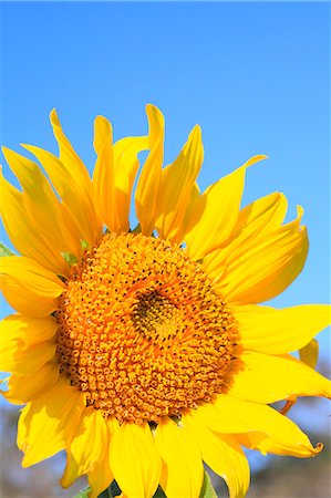 simsearch:622-06487695,k - Sunflower Stock Photo - Premium Royalty-Free, Code: 622-07108821
