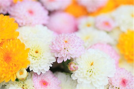 simsearch:622-06487695,k - Chrysanth flowers Stock Photo - Premium Royalty-Free, Code: 622-07108823