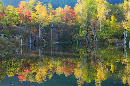 Trees reflected on water in Autumn Stock Photo - Premium Royalty-Free, Code: 622-07108836