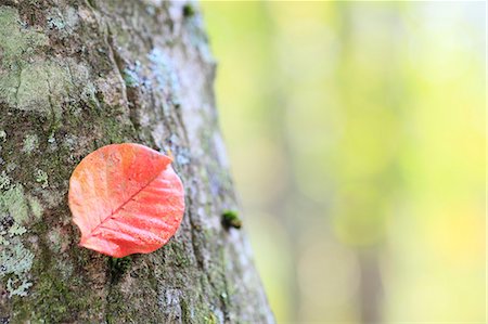 simsearch:622-06487695,k - Red leaf on tree Stock Photo - Premium Royalty-Free, Code: 622-07108847