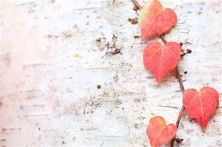 Red leaves on birch tree Photographie de stock - Premium Libres de Droits, Code: 622-07108849