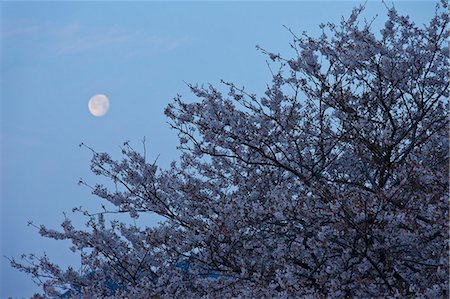 simsearch:622-07519745,k - Cherry blossoms and morning sky Foto de stock - Sin royalties Premium, Código: 622-07108897