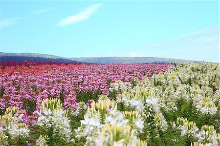 pictures of flower gardens - Flower field in the countryside, Hokkaido Stock Photo - Premium Royalty-Free, Code: 622-07117612