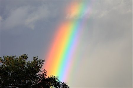 rainbow not people - Rainbow over tree, Hokkaido Stock Photo - Premium Royalty-Free, Code: 622-07117642