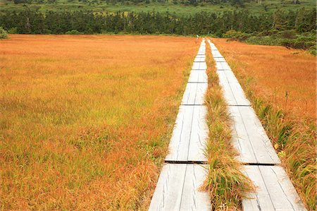 fall season leaves trees - Hachiman wetlands, Iwate Prefecture Stock Photo - Premium Royalty-Free, Code: 622-07117650