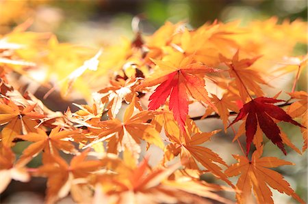 shinjuku - Autumn leaves Stock Photo - Premium Royalty-Free, Code: 622-07117666