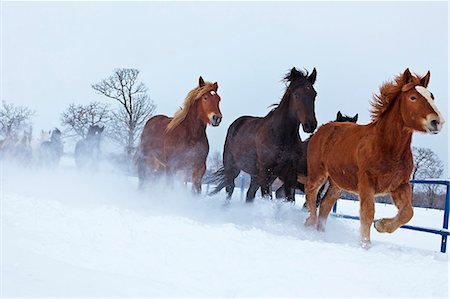 running horses - Horses running in the snow, Hokkaido Stock Photo - Premium Royalty-Free, Code: 622-07117724