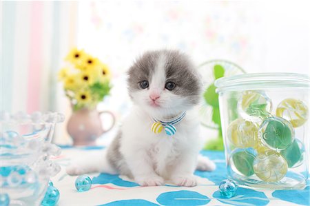 simsearch:622-07117859,k - Scottish Fold Photographie de stock - Premium Libres de Droits, Code: 622-07117882