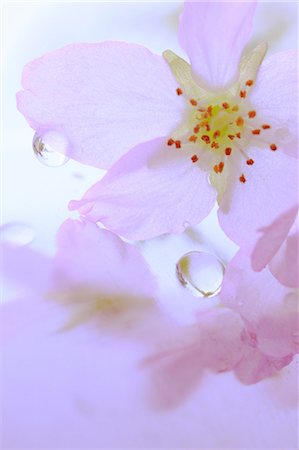 simsearch:622-07117964,k - Water droplets on cherry blossoms Stock Photo - Premium Royalty-Free, Code: 622-07117936