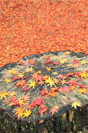 Falling maple leaves on tree stump Stock Photo - Premium Royalty-Free, Code: 622-07117995