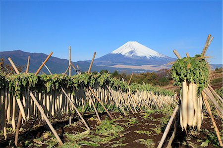 fuji nationalpark - Dried radish and Mount Fuji, Shizuoka Prefecture Stock Photo - Premium Royalty-Free, Code: 622-07117999