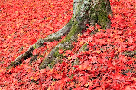 Falling maple leaves and tree roots Stock Photo - Premium Royalty-Free, Code: 622-07117993