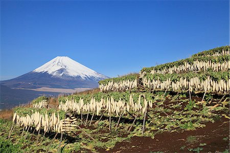 fuji nationalpark - Dried radish and Mount Fuji, Shizuoka Prefecture Stock Photo - Premium Royalty-Free, Code: 622-07118001