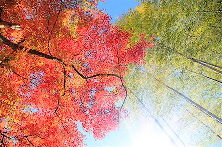 Bamboo forest and red maple leaves, Shizuoka Prefecture Stock Photo - Premium Royalty-Free, Code: 622-07118028