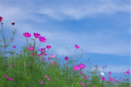 pictures of flower gardens - Cosmos Stock Photo - Premium Royalty-Free, Code: 622-07519383