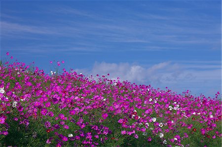 flower garden - Cosmos Stock Photo - Premium Royalty-Free, Code: 622-07519396