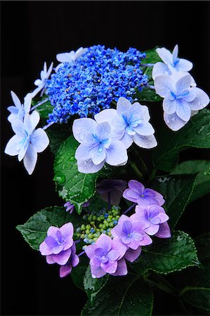 simsearch:622-07519745,k - Hydrangea flowers Foto de stock - Sin royalties Premium, Código: 622-07519464