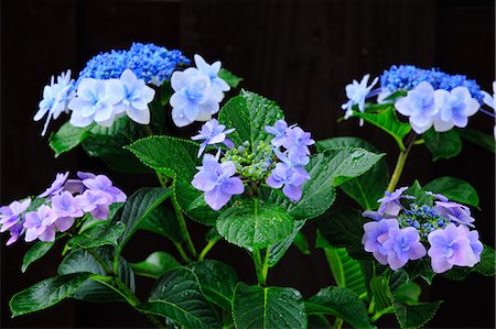 simsearch:622-07519745,k - Hydrangea flowers Foto de stock - Sin royalties Premium, Código: 622-07519462