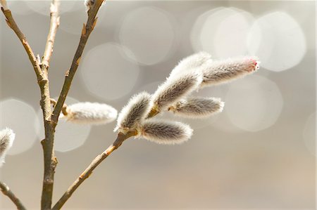 spring - Willow Foto de stock - Sin royalties Premium, Código: 622-07519534