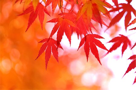 Autumn leaves Stock Photo - Premium Royalty-Free, Code: 622-07519644