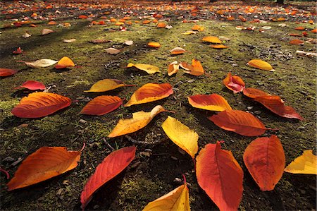 sky and ground - Autumn leaves Stock Photo - Premium Royalty-Free, Code: 622-07519642