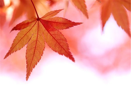 fall maple tree - Autumn leaves Foto de stock - Sin royalties Premium, Código: 622-07519660