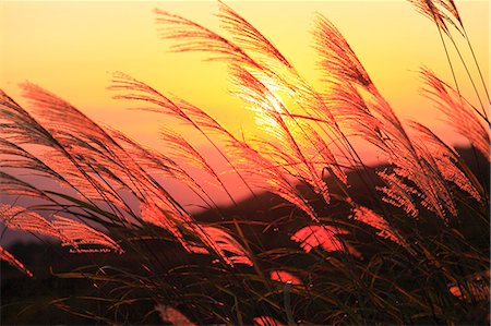 sunrise asia - Japanese silver grass Stock Photo - Premium Royalty-Free, Code: 622-07519682