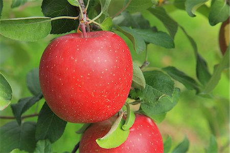 single fruits tree - Apples Stock Photo - Premium Royalty-Free, Code: 622-07519714
